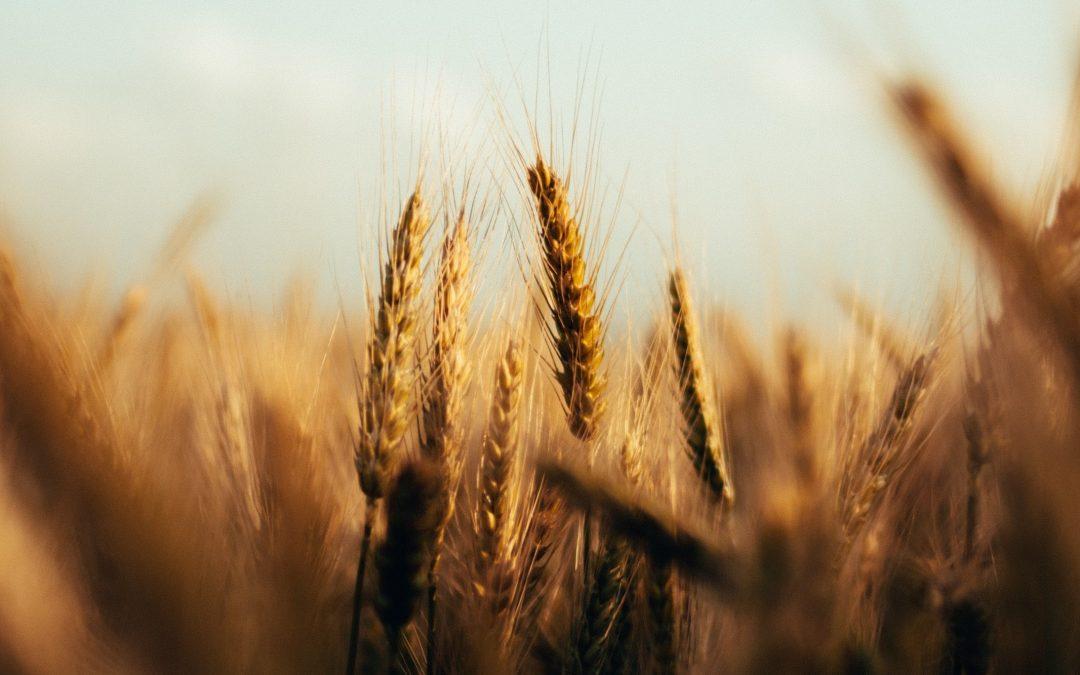 The Book Of Ruth Part 1 – Introduction