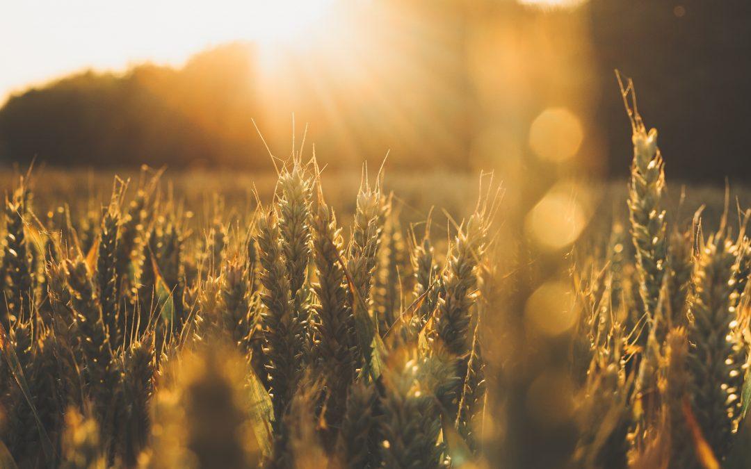 The Book Of Ruth Part 5 – The Calling Of God