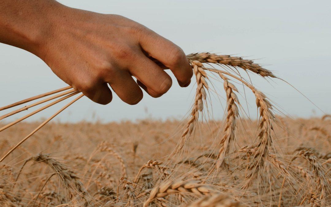 The Book Of Ruth Part 6 – Grace Is Amazing